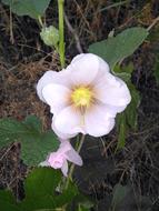 Pinkish Flower in Spring time