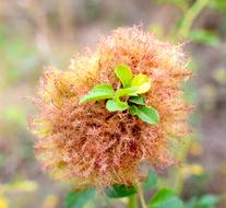 Wild Plant Seeds Nature