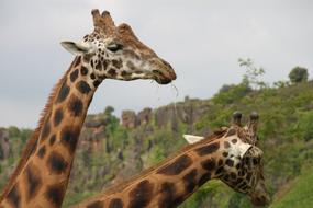 Animals Giraffes Nature