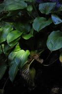 Leaf Atmosphere Photo
