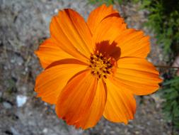Flower Orange