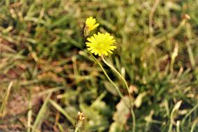Close Up Blossom Bloom