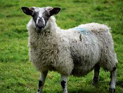 Sheep Animal Lamb