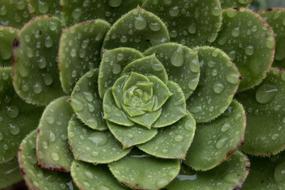 Comanche Nature São Miguel