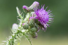 Thistle Purple Flower