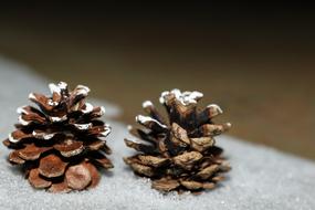 Pinecones Winter