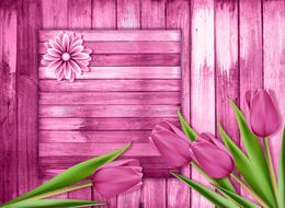 wood color tulips tulip background