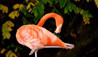 pink flamingo brushing his feathers