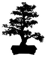 bonsai miniature tree plant nature
