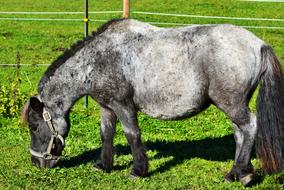 Pony None Of The Horse Seahorses