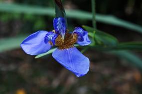 Pink Flower Roses Ro Flowers