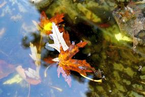 Foliage Autumn Colorful