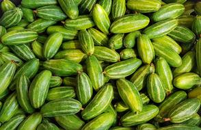 Healthy ripe cucumbers