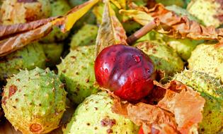 Chestnut Buckeye Common
