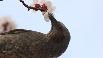 Nature Wildlife Animal