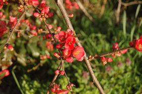 Nature Tree Buds