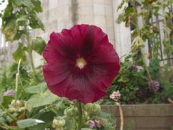 Hollyhock Summer Flowers