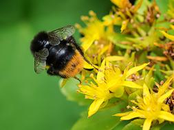 Hummel Macro Close-Up Photography