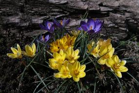 Crocus Nature Flower