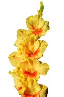 Gladiolus Gladidus Butterfly