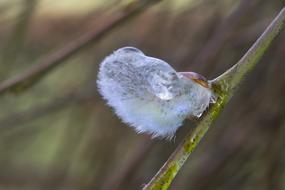 Willow Catkins Nature Plant Close