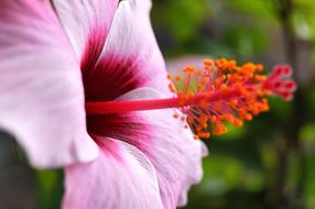Hibiscus Flower Blossom
