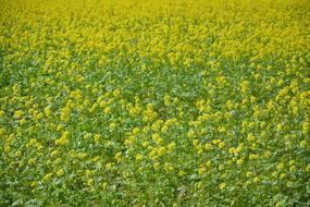 Flowers Rape Culture Fields