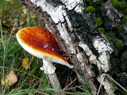 Autumn Fly Agaric Birch