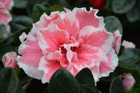 Flower Color Pink Nature