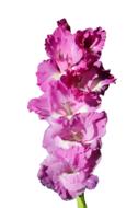 Gladiolus Gladidus Butterfly