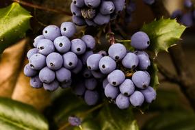 Berry Blue Plant