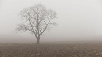 Tree Field Fog Oak