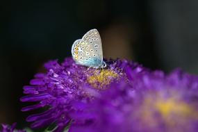 Butterfly Blue Bull'S Eye