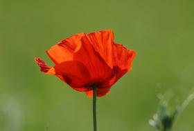 Poppy Flower Flanders Fields