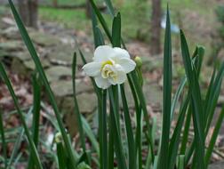Double Narcissus Flower Blossom