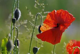 Poppy Red Flower Nature Field