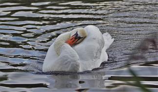 Swan Mute Nature