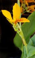 Canna Lily Orange