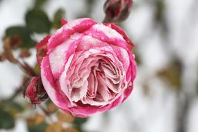 Rose Dew Bloom Close