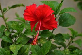 Hibiscus China Rose Flower