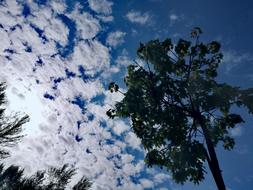 Tree Sky Clouds