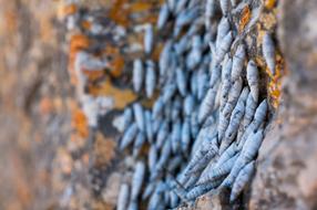 Snails Nature Animal