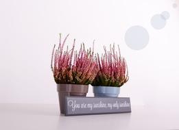 Plants Flowerpots Green