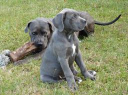 Dogs Cane Corso The Big