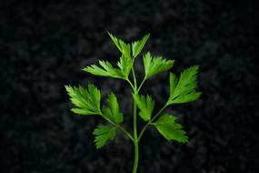 Parsley Herb Black Background