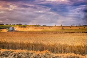 Agriculture corn Field Landscape