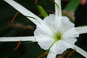 Flower White Wing macro blur