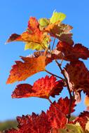 Autumn Vine Leaves