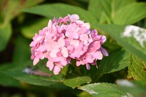 Hydrangea Viburnum Flower Pink