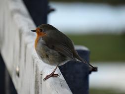 Birds Wildlife Nature No